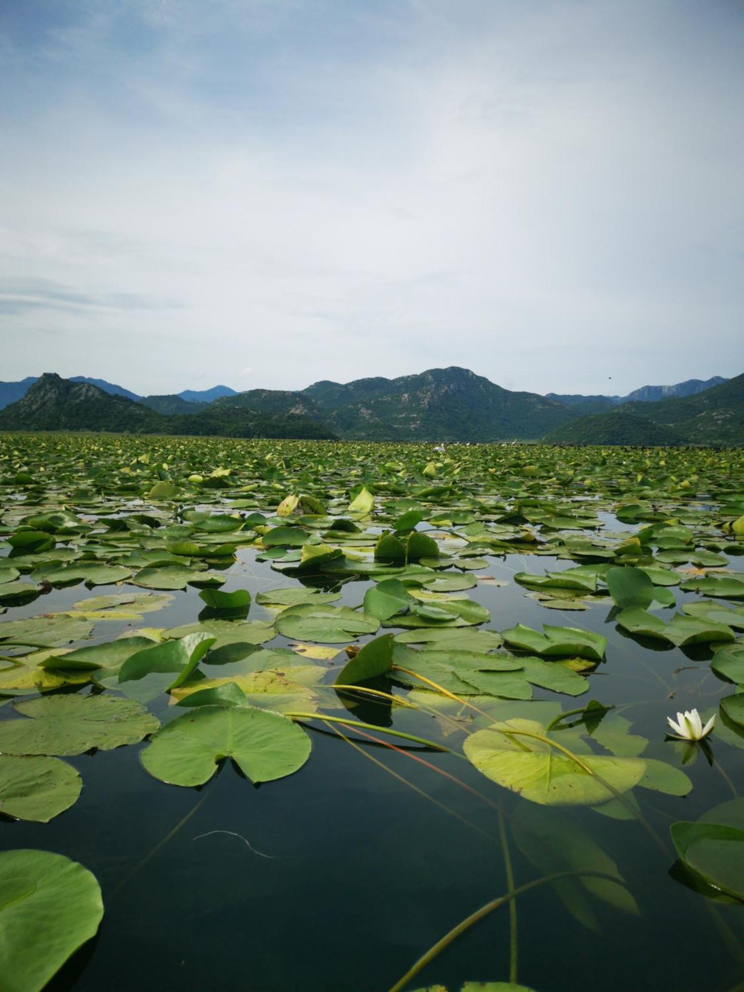 Apartment Dapcevic Skadar Lake Vranjina Dış mekan fotoğraf